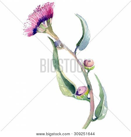 Eucaliptus Floral Botanical Flower. Watercolor Background Illustration Set. Isolated Eucaliptus Illu