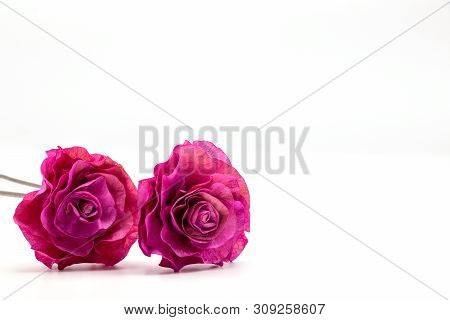 Dried Pink Rose Flower Isolate  On White Background.