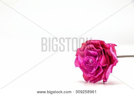 Dried Pink Rose Flower Isolate  On White Background.