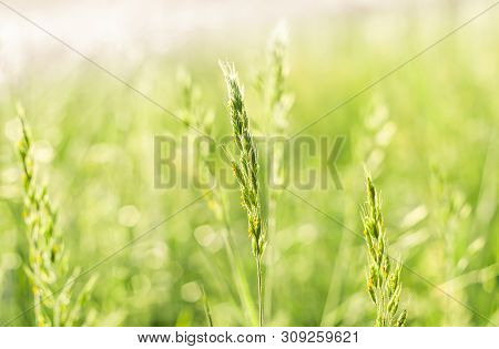 Summer Grass In The Sun, At The End Of The Day.