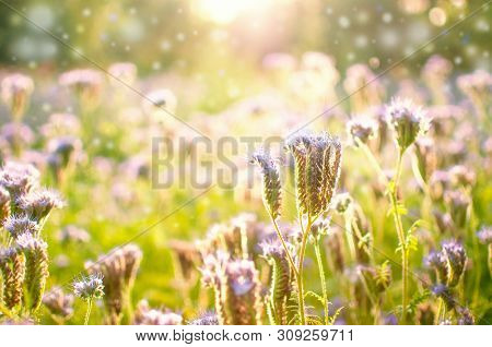 Purple Flower Of Lacy Phacelia Tanacetifolia, Close Up. Blue Tansy - Honey Plant, Attracting Pollina