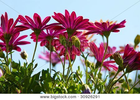 Fiori rosa Margherita