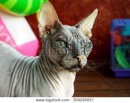 Old Pedigreed Cat Breed Don Sphinx, Close-up Portrait