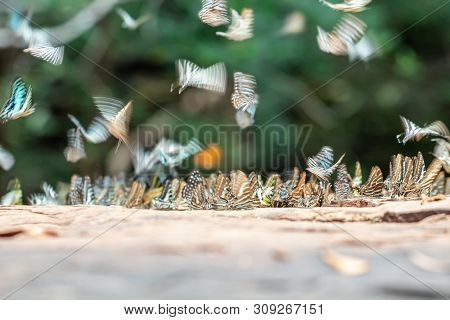 Selective Focus Butterflies On The Ground And Flying In Nature Background.
