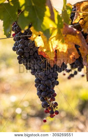 Close Up Of Red Merlot Grapes In Vineyard. Medoc, Gironde, Aquitaine. France
