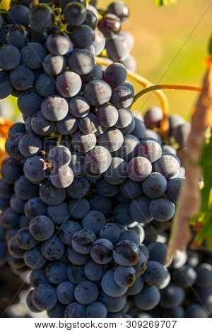 Close Up Of Red Merlot Grapes In Vineyard. Medoc, Gironde, Aquitaine. France