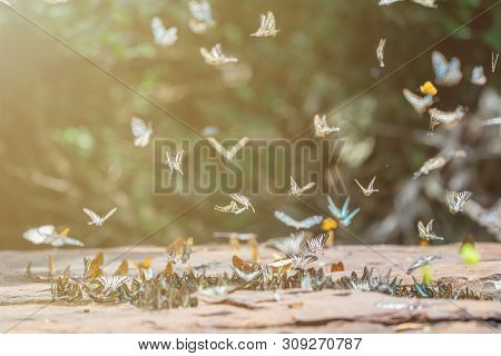 Selective Focus Butterflies On The Ground And Flying In Nature Background.