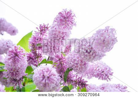 Lilac Shrub Flowers Blooming In Spring Garden. Common Lilac Syringa Vulgaris Bush Branches On White 