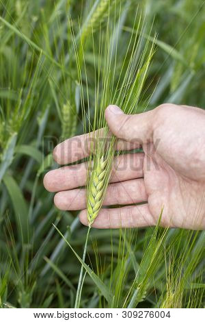 Green Barley Ear With Long Awn In Male Hand. A Farmer Enjoys Barley Harvest. Raw Materials For Brewi