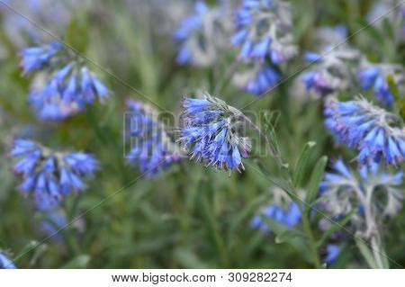 Balkan Endemic Blue Flower - Latin Name - Moltkia Petraea