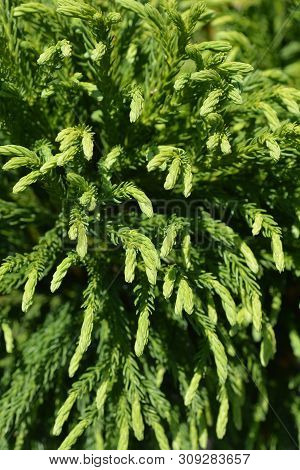 Japanese Cedar Branches - Latin Name - Cryptomeria Japonica
