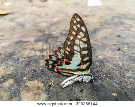 Dead Butterfly With Texture On The Rock Background.dead Common Jay Butterfly.
