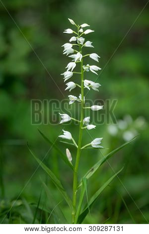 Closeup Of A Narrow Leaved Helleborine (cephalanthera Longifolia, Orichidaceae) In The Austrian Alps