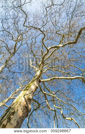 Leafless Plane Tree With Many Branches In The Morning Sun