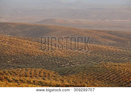 Olive Tree Fields In Andalusia. Spanish Agricultural Harvest Landscape. Jaen