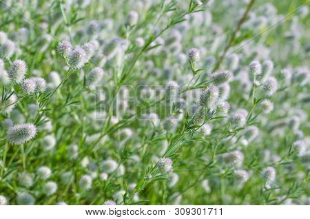 Weed Eringium Field On A Meadow In Summer Close Up