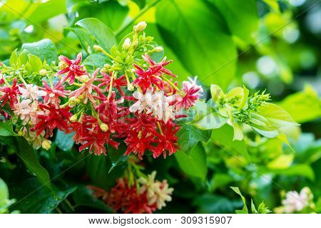 Combretum Indicum Flower On Tree. Madhumalti Plant Tree With Blooming Flora On Green Leaves Blurred 