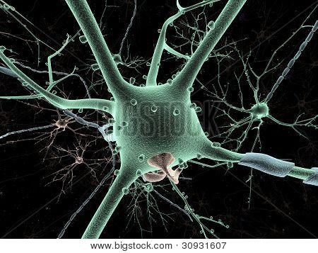 Neuron long shot