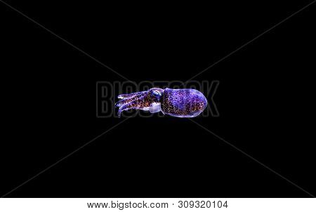 European Common Cuttle Fish - (sepia Officinalis)
