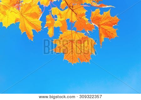 Bright Orange And Yellow Semitransparent Autumn Maple Leaves Against The Blue Sky Background On Brig