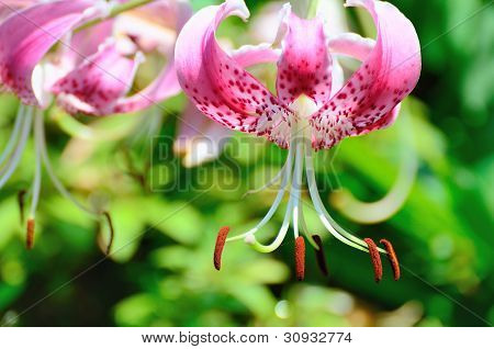 Lilium Grammatophyllum.