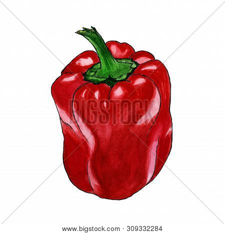 Hand Drawn Red Pepper Watercolor Paprika On White Background Isolated