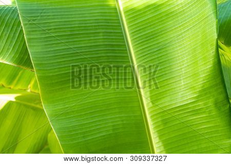Close Up Cleary Banana Leaf Pattern With Earmark And Flaw At The Rim Of Leaf For Any Graphic Backgro