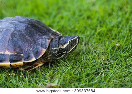 Turtle Is Walking On The Grass In Nature. Turtle With Armature For Protect By Self. Animal Walk Slow