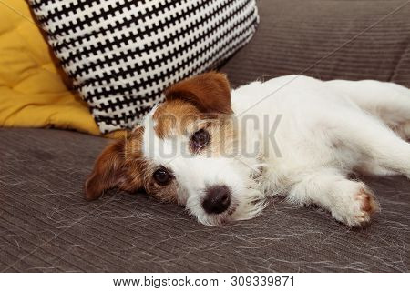 Furry Jack Russell Dog During Shedding Or Molt Hair Season Resting On Sofa Furniture.