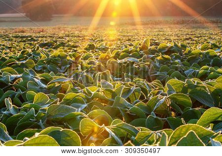 Soy Field Lit By Beams Of Warm Early Morning Light