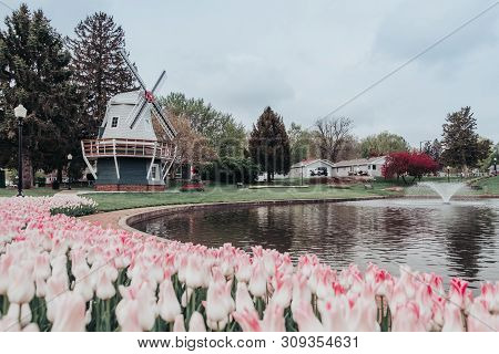 Pink Tulips Around A Pond With A Dutch Windmill And Other Beds Of Tulips And Spring Trees In A Park 