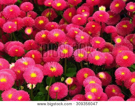 Bellis Perennis, Red Daisy, Popular Undemanding Garden Flower