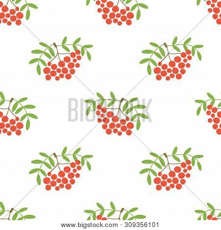 Mountain Ash Seamless Pattern. Vector Berries. Organic Healthy Food. Fashion Print. Design Elements 