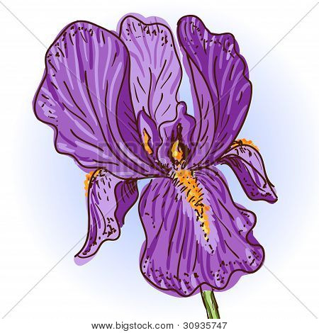 Paarse iris