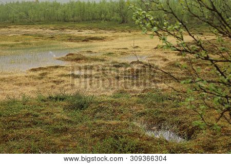 Bog At Nikkaluokta In Sweden On A Rainy Day