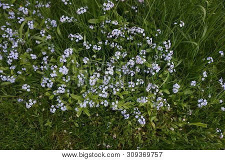True Forget-me-nots (myosotis Scorpioides) Bloom In Harbor Springs, Michigan, During May.