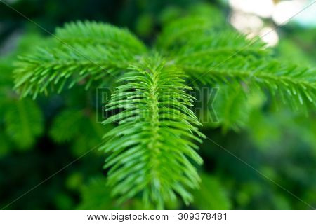 Photo Of A Young Pine Branch In Macro With Soft Focus