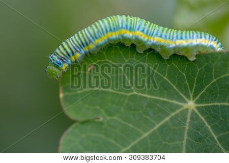 Macro Photography Of A Clouded Yellow Butterfly Caterpillar Crowling On A Big Leaf. Captured At The 