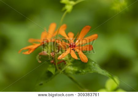 Macro Shot Of Orange Flower In Soft Focus