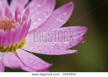 Gocce di fiori