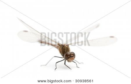 große rote Granatauge Pyrrhosoma nymphula