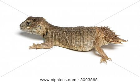 Shield-tailed Agama - Xenogama taylori