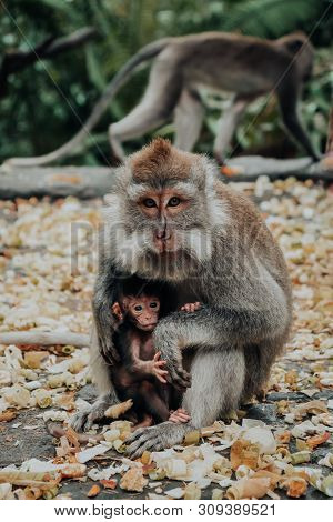 Mother Macaque Monkey Holding Her Baby, Posing For The Camera In Ubud Monkey Forest In Bali, Indones