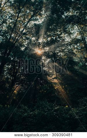 Bursting Light Rays, Light Beams Through The Trees In A Forest Or Park At Sunrise Near Saylorville L