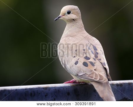 Young Dove On A Fence Unafraid Of The Photographer.