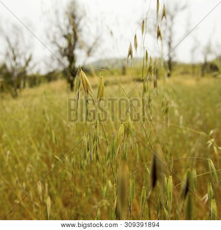 A Field Is Full Of Foxtails After The Woolsey Fire Of 2018 Burned Through.