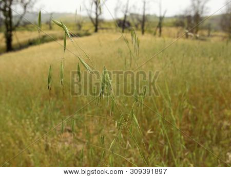 After The Woolsey Fire In 2018, A Field In Ramirez Canyon, Malibu, Is Full Of A Weed Called Foxtails