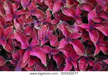 Bright Red Leaves Of Perennial Plant Coleus, Plectranthus Scutellarioides. Decorative Red Velvet Col
