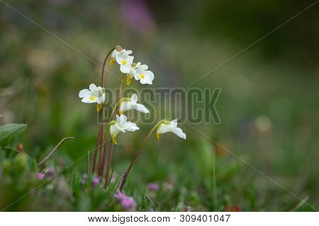 Closeup Of Alpine Butterwort (pinguicula Alpina, Lentibulariaceae) In The Austrian Alps