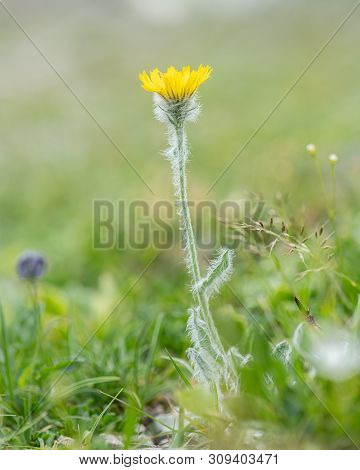 Closeup Of A Shaggy Hawkweed (hieracium Villosum, Asteraceae) In The Austrian Alps